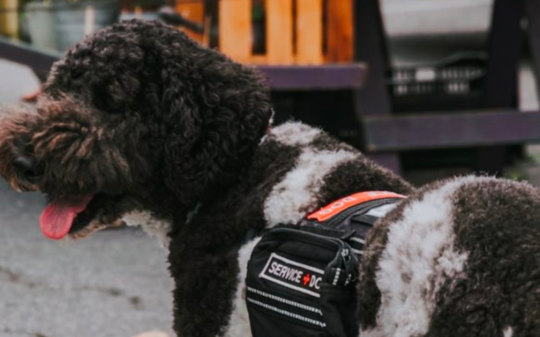 Airbnb and Vrbo vacation rentals and service animals